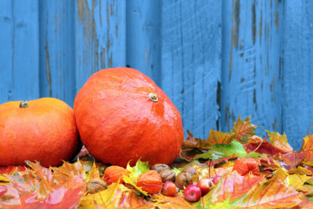 Unmissable Fall Festivals in NJ