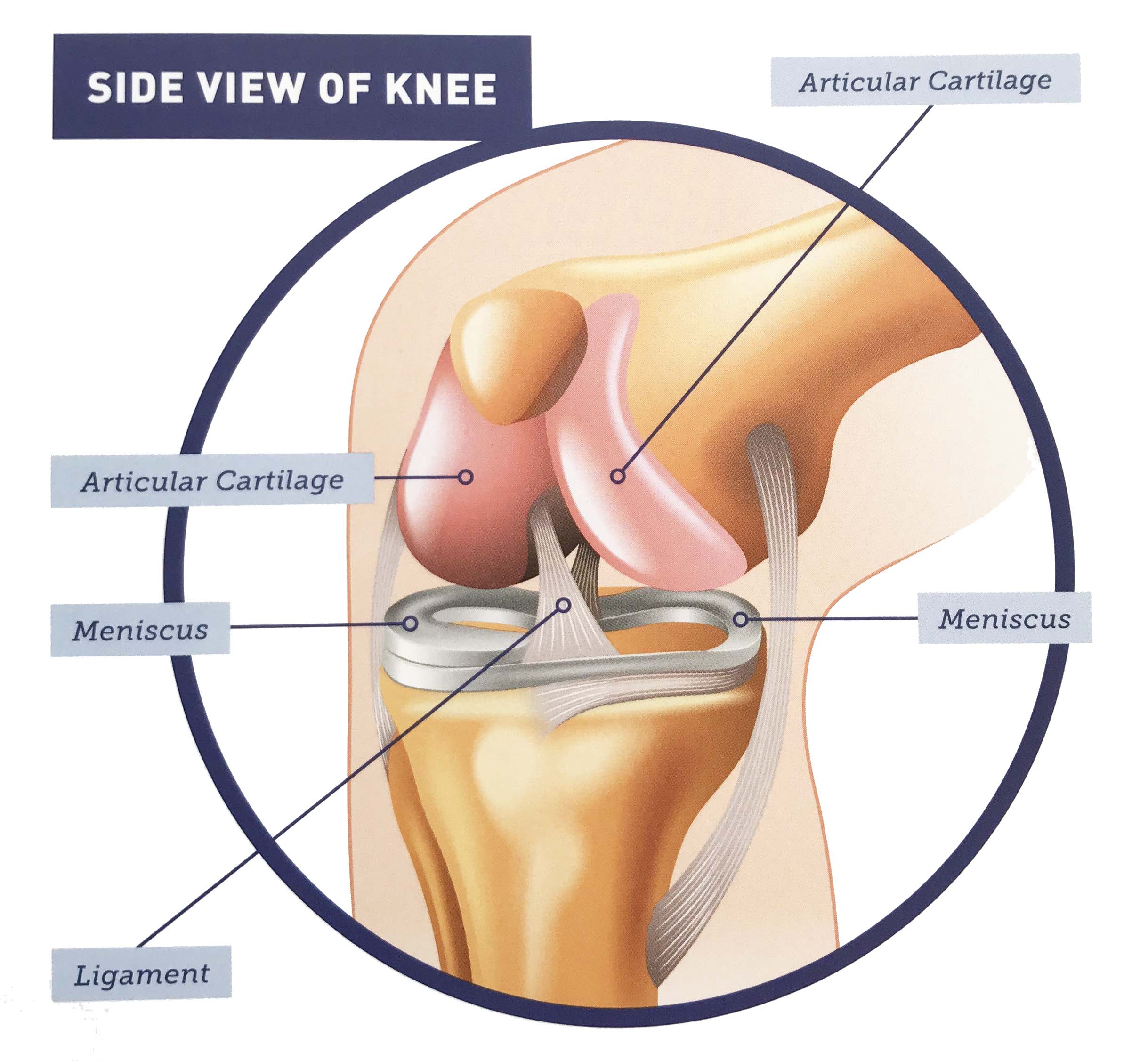 repair knee cartilage naturally